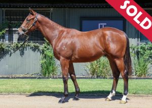 Read more about the article Blue Point colt “Blacklip” is now in training