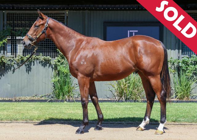 Read more about the article Blue Point colt “Blacklip” is now in training